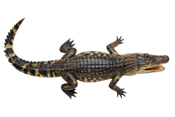 Fototapeta premium Top View of a Juvenile Crocodile