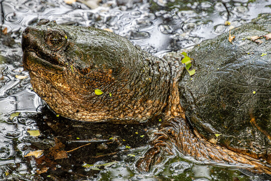 snapping alligator turtle head
