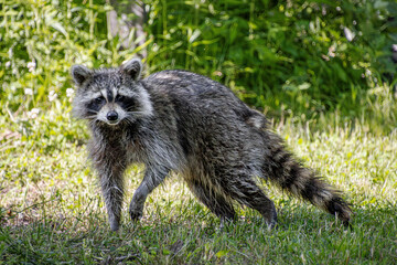 young raccoon on the prowl
