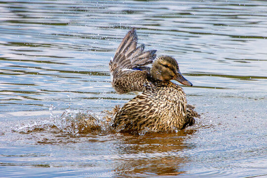 waterfowl flapping wings in the water