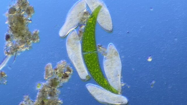 Paramecium and Closterium under the microscope at 100x Magnification