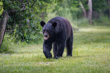 Fototapeta premium small bear with a bad tooth in an alley