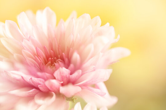 A soft pink flower on a light yellow background.