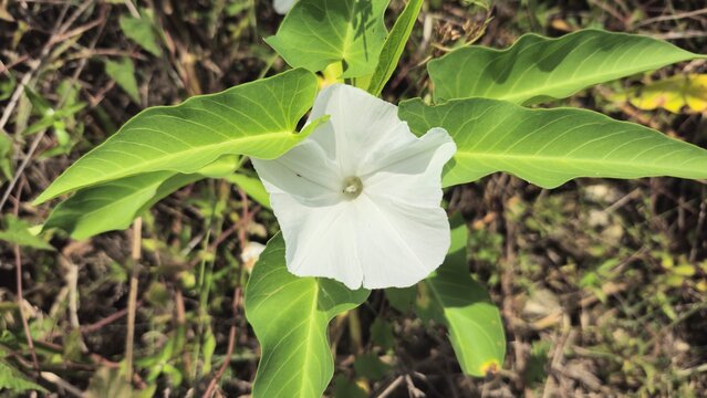 Water Spinach Flower (Ipomoea aquatica) Close Up with Green Leaves
