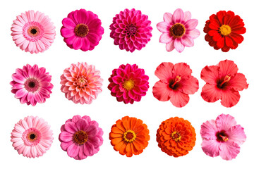 Assortment of Vibrant Flowers in Various Colors