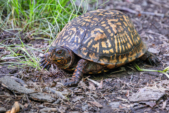 eastern box turtle
