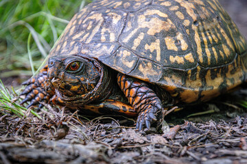 Obraz premium eastern box turtle