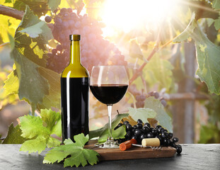 Obraz premium Wine and fresh grapes on table. Glass and bottle in vineyard