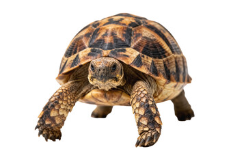 Portrait of a Spotted Tortoise in Profile