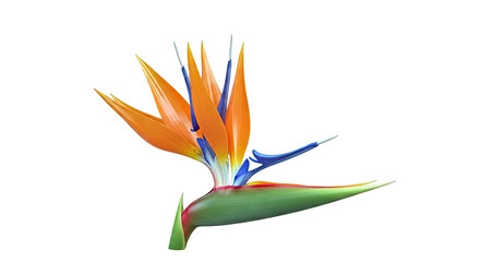 Obraz premium Bird of Paradise Flower Isolated