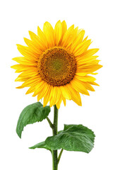 Obraz premium Bright sunflower with long stem & green leaves, on black background