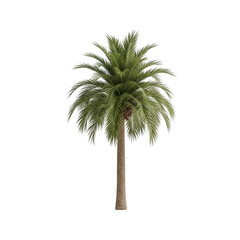 A tall palm tree standing alone against a white background.