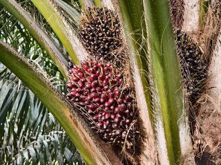 oil palm fruit on the tree and ripe	