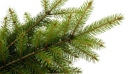 Obraz premium Close-up of a pine tree branch isolated on transparent background