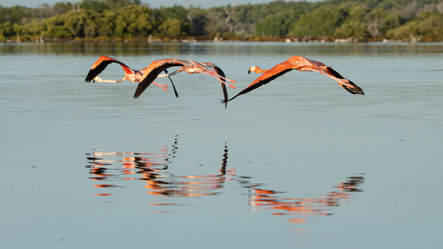 Flamingos in flying