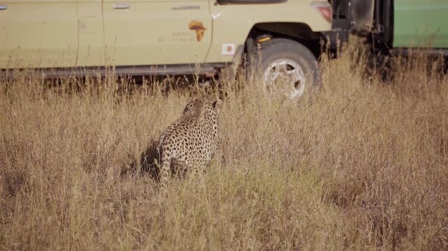 A cheetah resting in the tall grass of the African savanna in Tanzania. Calm wildlife moment captured on safari, showing a relaxed predator in its natural habitat.