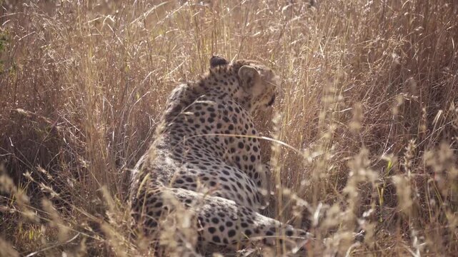 A cheetah resting in the tall grass of the African savanna in Tanzania. Calm wildlife moment captured on safari, showing a relaxed predator in its natural habitat.