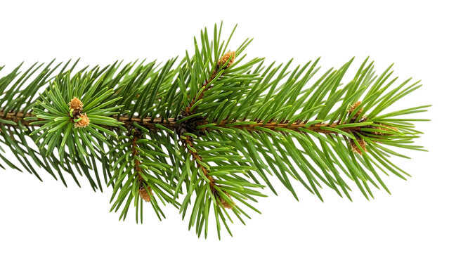 Fresh pine branch with needles and buds isolated on transparent background