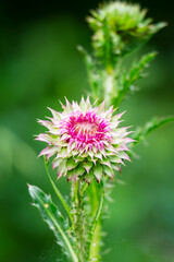 Invasive Bull Thistle (Cirsium vulgare) in Waukesha County. Spiny stems and purple flowers of this non-native plant bloom in early June Wisconsin.