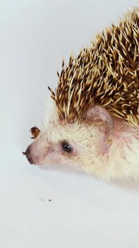 Close Up of a Pet Hedgehog Eating a Mealworm in a Studio