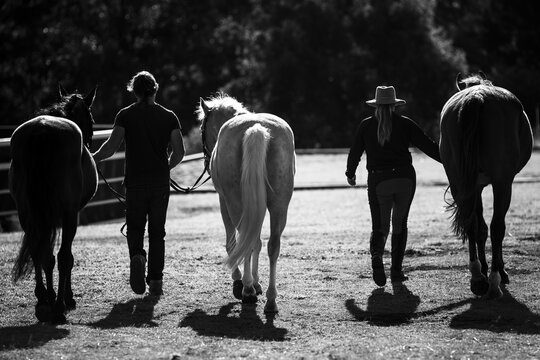 Black & white silhouette of two people walking horses in paddock at sunset with dramatic shadows. Perfect for equestrian lifestyle brands, photography portfolios & rural recreation marketers.