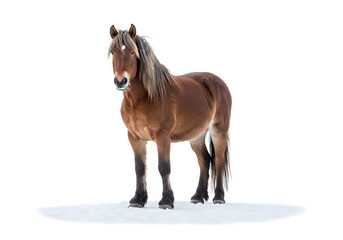 Obraz premium brown horse with long mane standing on white background, isolated equine, equestrian concept, animal portrait, studio shot, horse photography, brown coat, flowing mane