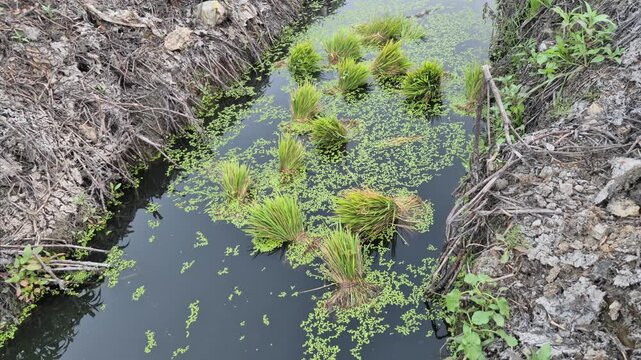 Professional cinematic close-up of surplus rice seedlings thrown in a water drain after planting, Agriculture in Bangladesh, 4K UHD 30fps.