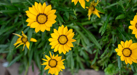 yellow flowers in the garden