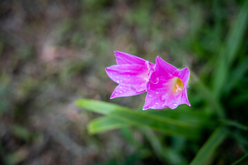 violet flower in the garden