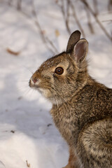 Naklejka premium Wild rabbit in winter coat in snowy habitat, Canada