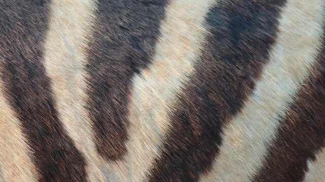 Close-up shot of zebra skin.black and white