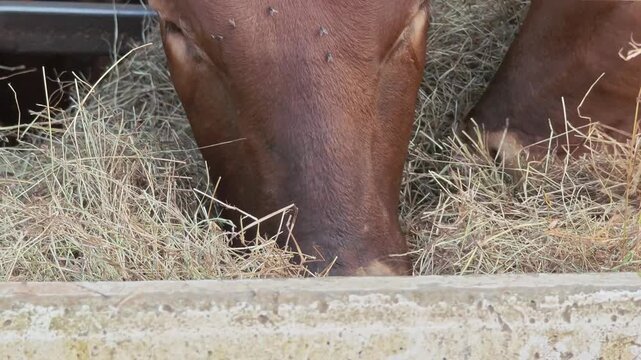 Close up Watusi cows graze on hay on the farm.