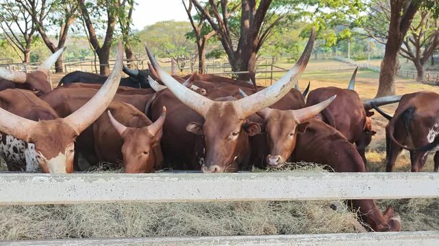 Watusi cows graze on hay on the farm.