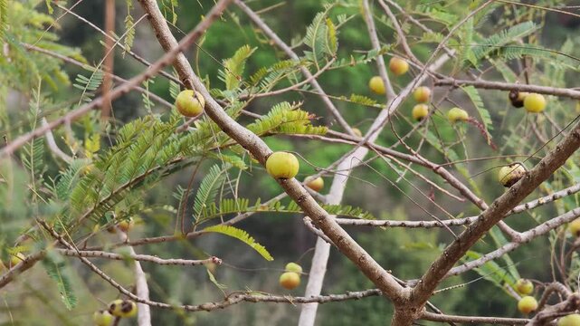Indian gooseberry on the tree