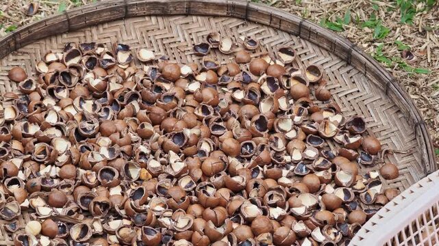 Macadamia shells in a basket.