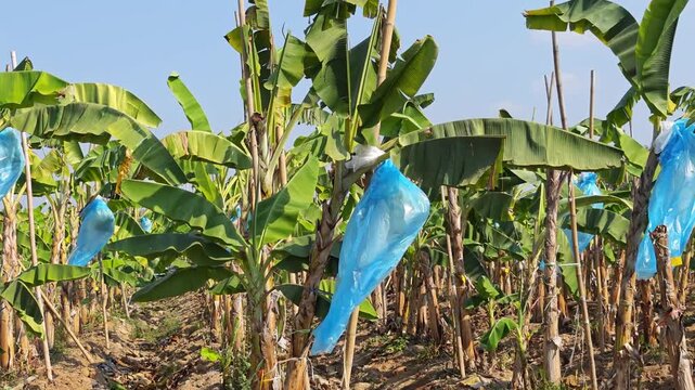 Plantation of many banana trees, with baskets wrapped in blue plastic. 