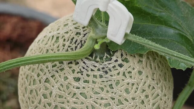 close-up of a melon hanging from a vine.