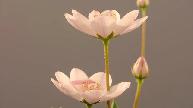 ニュートラルな背景の中で、一枚の花びらがスローモーションで静かに落ちていく映像です。
早春の柔らかな光が、花びらの質感と動きを繊細に映し出します。
カメラは固定され、落下する花びらの動きだけを丁寧に捉えています。