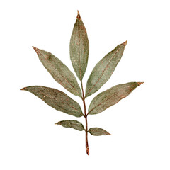 Watercolor Eucalyptus Branch Featuring Muted Green Hues For Medicinal Product Branding Design