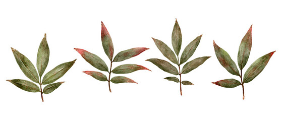 Watercolor Leaf Patterns For Branding. Series Of Watercolor Leaves Suitable For Branding And Packaging