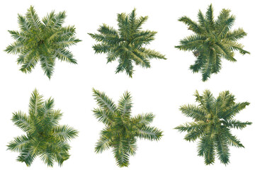 an aerial perspective photograph presenting six distinct palm trees, showcasing their unique crown shapes and frond arrangements from above. © Red