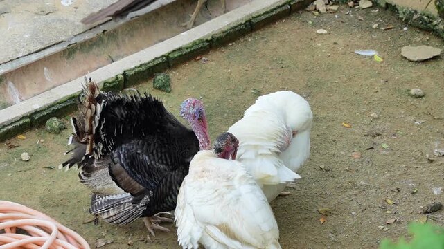 chit chat turkey in the park, bronze turkey in group