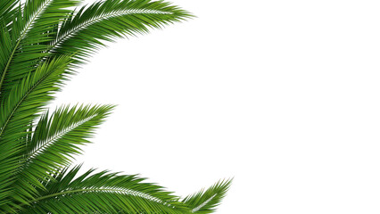 Obraz premium Top-left corner accent of vibrant green palm leaves, suggesting a tropical getaway.