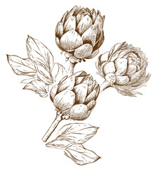 Ink sketch of a single artichoke with stem and leaves. Artichoke Sketches: Botanical Vintage Illustration