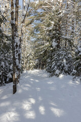 Fototapeta premium Hiking Trail through forest covered in snow in Muskoka Ontario