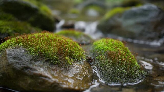 Moss covered rocks in a stream with green and orange lichen