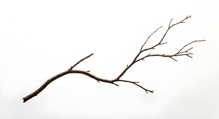 Fototapeta premium A bare branch against a plain white background showing delicate winter structure