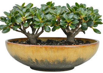 Potted double bonsai with leafy green canopy