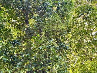 Fototapeta premium forest tree canopy with sunlight shining through the gaps between the leaves and branches