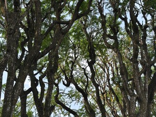 Fototapeta premium silhouette of tree branches canopy soft morning sunlight falls between the gaps